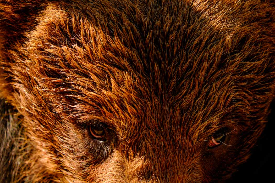 Brown Bears Romania