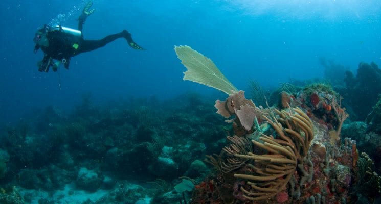reasons to try scuba diving