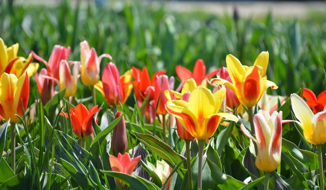 holland michigan road trips from chicago