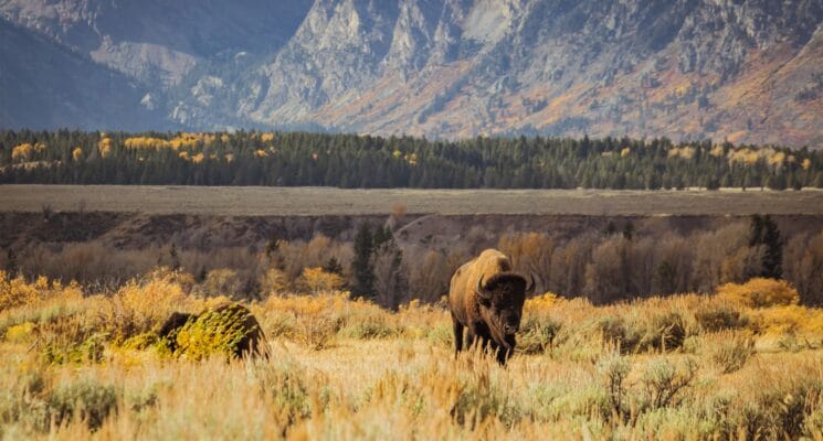 a buffalo standing in a field