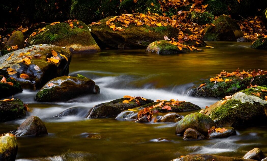 a stream with fall colored leaves 