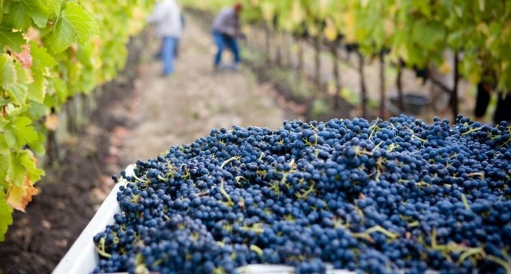 grapes picked from a vineyard in fredericksburg texas